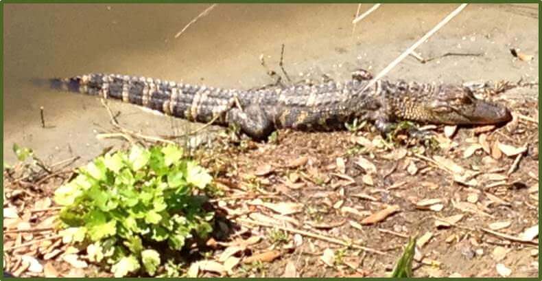 alligator2